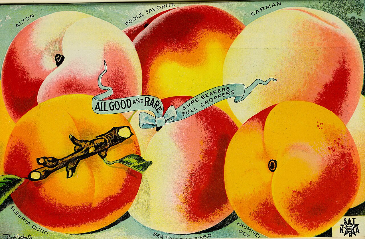 Stark fruit peaches 1901